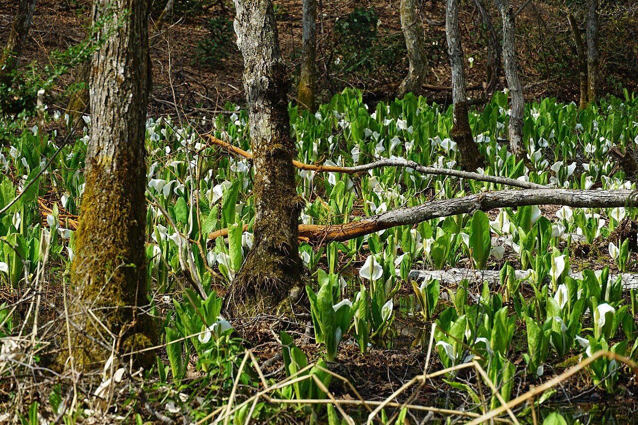 Perennials ~ Lysichiton camtschatcensis,
Asian Skunk Cabbage or Far Eastern Swamp Lantern ~ Dancing Oaks Nursery and Gardens ~ Retail Nursery ~ Mail Order Nursery