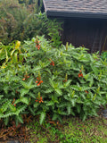 Perennials ~ Acanthus sennii, Ethiopian Acanthus ~ Dancing Oaks Nursery and Gardens ~ Retail Nursery ~ Mail Order Nursery