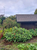 Perennials ~ Acanthus sennii, Ethiopian Acanthus ~ Dancing Oaks Nursery and Gardens ~ Retail Nursery ~ Mail Order Nursery