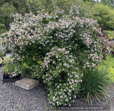 Shrubs ~ Abelia mosanensis, Fragrant Abelia ~ Dancing Oaks Nursery and Gardens ~ Retail Nursery ~ Mail Order Nursery