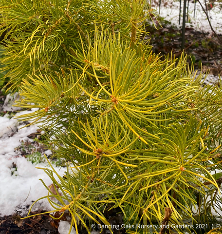 Abies concolor 'Winter Gold', Winter Gold White Fir