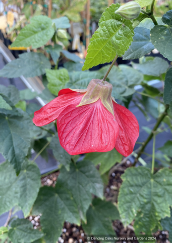 Shrubs ~ Abutilon 'Nabob', Flowering Maple ~ Dancing Oaks Nursery and Gardens ~ Retail Nursery ~ Mail Order Nursery