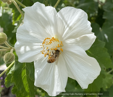 Shrubs ~ Abutilon vitifolium 'Tennant's White', Flowering Maple ~ Dancing Oaks Nursery and Gardens ~ Retail Nursery ~ Mail Order Nursery