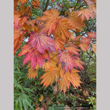 Trees ~ Japanese Maples~Acer japonicum 'Meigetsu' ~ Dancing Oaks Nursery and Gardens ~ Retail Nursery ~ Mail Order Nursery