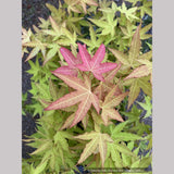 Acer oliverianum x 'Hot Blonde', Golden Japanese Maple