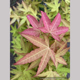 Acer oliverianum x 'Hot Blonde', Golden Japanese Maple