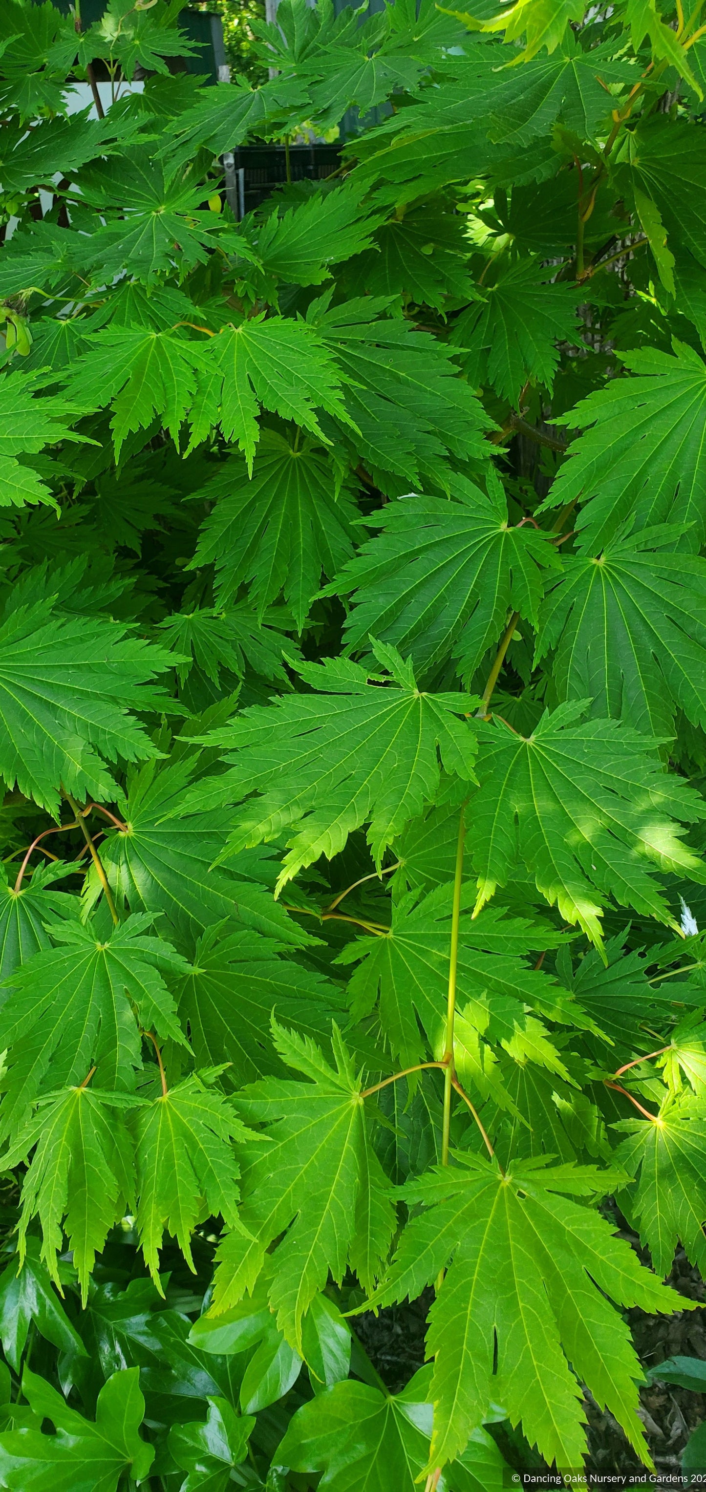 Acer japonicum 'Yama Kagi', Japanese Maple