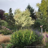Trees ~ Acer campestre 'Carnival', Variegated Hedge Maple ~ Dancing Oaks Nursery and Gardens ~ Retail Nursery ~ Mail Order Nursery