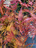Trees ~ Acer palmatum 'Emerald Lace', Japanese Maple ~ Dancing Oaks Nursery and Gardens ~ Retail Nursery ~ Mail Order Nursery