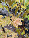 Acer pseudoplatanus 'Puget Pink', Sycamore Maple