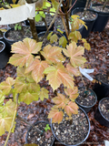 Acer pseudoplatanus 'Puget Pink', Sycamore Maple