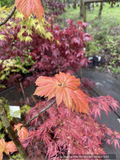 Acer pseudoplatanus 'Puget Pink', Sycamore Maple
