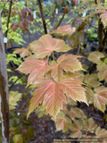 Acer pseudoplatanus 'Puget Pink', Sycamore Maple