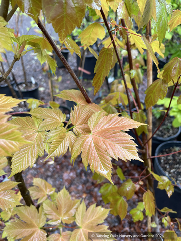 Acer pseudoplatanus 'Puget Pink', Sycamore Maple