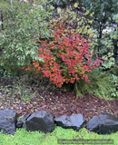 Trees ~ Acer circinatum 'Burgundy Jewel', Burgundy Jewel Vine Maple ~ Dancing Oaks Nursery and Gardens ~ Retail Nursery ~ Mail Order Nursery