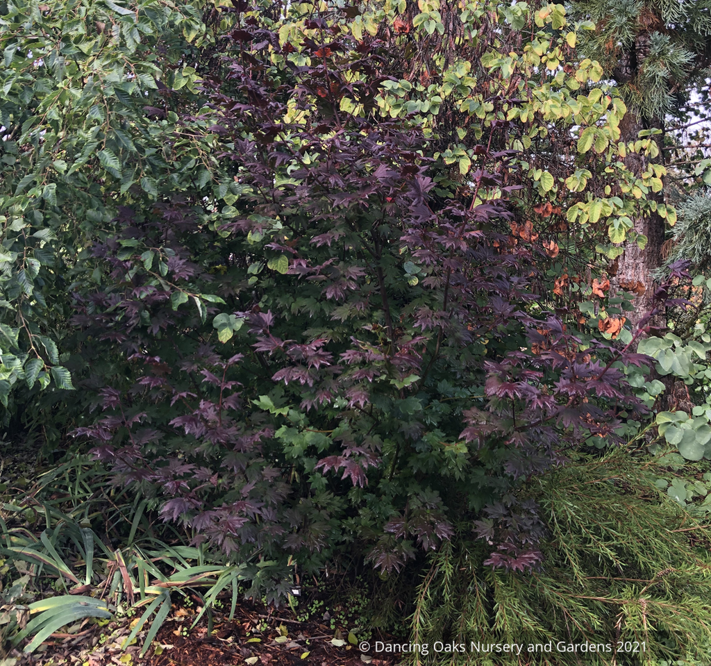 Acer circinatum 'Burgundy Jewel', Burgundy Jewel Vine Maple