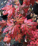 Trees ~ Acer circinatum 'Burgundy Jewel', Burgundy Jewel Vine Maple ~ Dancing Oaks Nursery and Gardens ~ Retail Nursery ~ Mail Order Nursery