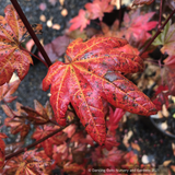 Trees ~ Acer circinatum 'Burgundy Jewel', Burgundy Jewel Vine Maple ~ Dancing Oaks Nursery and Gardens ~ Retail Nursery ~ Mail Order Nursery