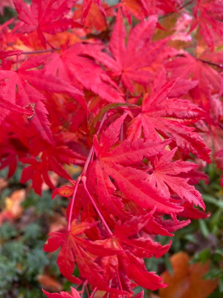 Acer palmatum 'Yama Nishiki', Snow Peak Japanese Maple – Dancing