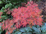 Trees ~ Japanese Maples~Acer japonicum 'Fairy Lights', Japanese Maple~ Dancing Oaks Nursery and Gardens ~ Retail Nursery ~ Mail Order Nursery