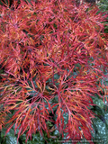 Trees ~ Japanese Maples~Acer japonicum 'Fairy Lights', Japanese Maple~ Dancing Oaks Nursery and Gardens ~ Retail Nursery ~ Mail Order Nursery