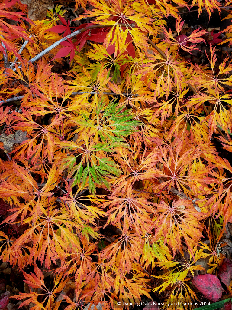 Acer japonicum 'Oregon Fern', Japanese Maple – Dancing Oaks