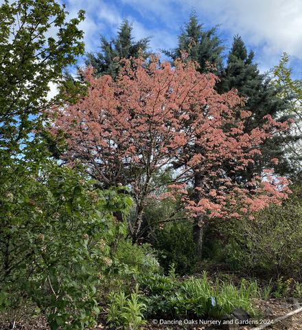 Trees ~ Acer macrophyllum 'Mocha Rose', Mocha Rose Bigleaf Maple ~ Dancing Oaks Nursery and Gardens ~ Retail Nursery ~ Mail Order Nursery
