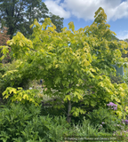 Trees ~ Acer macrophyllum 'Elynor's Heart of Gold', Golden Big-Leaf Maple ~ Dancing Oaks Nursery and Gardens ~ Retail Nursery ~ Mail Order Nursery