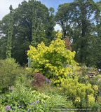 Trees ~ Acer macrophyllum 'Elynor's Heart of Gold', Golden Big-Leaf Maple ~ Dancing Oaks Nursery and Gardens ~ Retail Nursery ~ Mail Order Nursery