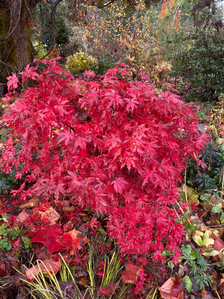 Acer palmatum 'Fred's Wild Dream', Japanese Maple – Dancing Oaks
