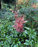 Acer palmatum 'Alpine Sunrise', Dwarf Japanese Maple