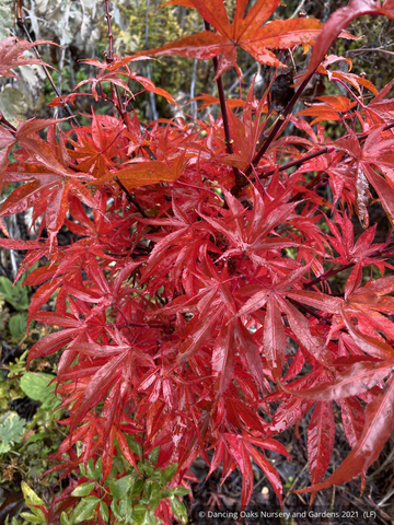 Trees ~ Acer palmatum 'Alpine Sunrise', Dwarf Japanese Maple~ Dancing Oaks Nursery and Gardens ~ Retail Nursery ~ Mail Order Nursery