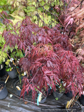 Acer palmatum dissectum 'Scarlet Princess', Dwarf Weeping Japanese Maple