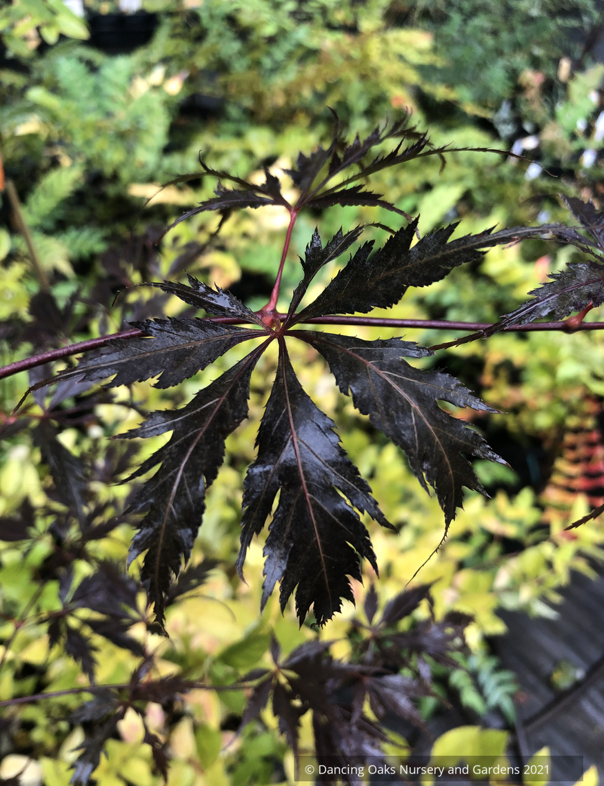 Acer palmatum 'Black Lace', Japanese Maple – Dancing Oaks Nursery