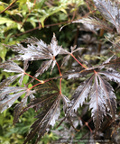 Trees ~ Acer circinatum 'Black Lace', Japanese Maple ~ Dancing Oaks Nursery and Gardens ~ Retail Nursery ~ Mail Order Nursery