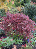 Trees ~ Acer palmatum 'Fred's Wild Dream', Japanese Maple ~ Dancing Oaks Nursery and Gardens ~ Retail Nursery ~ Mail Order Nursery