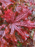 Trees ~ Acer palmatum 'Fred's Wild Dream', Japanese Maple ~ Dancing Oaks Nursery and Gardens ~ Retail Nursery ~ Mail Order Nursery