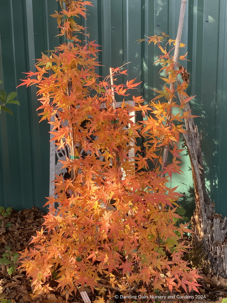 Acer palmatum 'Golden Falls', Weeping Japanese Maple – Dancing