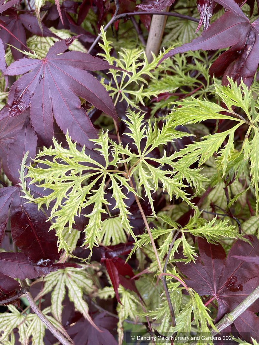 Acer palmatum 'Green Filigree', Japanese Maple