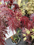 Acer palmatum 'Octopus', Weeping Japanese Maple