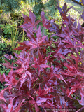Trees ~ Acer palmatum 'Pastel', Japanese Maple ~ Dancing Oaks Nursery and Gardens ~ Retail Nursery ~ Mail Order Nursery