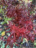 Trees ~ Acer palmatum 'Peve Starfish', Japanese Maple ~ Dancing Oaks Nursery and Gardens ~ Retail Nursery ~ Mail Order Nursery