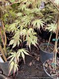 Acer palmatum 'Phantom Flame', Japanese Maple