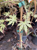 Acer palmatum 'Phantom Flame', Japanese Maple