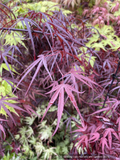 Acer palmatum 'Pung Kil', Japanese Maple