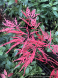 Trees ~ Acer palmatum 'Orangeola', Laceleaf Japanese Maple ~ Dancing Oaks Nursery and Gardens ~ Retail Nursery ~ Mail Order Nursery