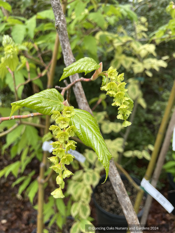 Acer x conspicuum 'Silver Vein', Silver Vein Snakebark Maple