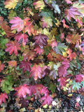 Trees ~ Acer circinatum 'Del's Dwarf', Dwarf Vine Maple ~ Dancing Oaks Nursery and Gardens ~ Retail Nursery ~ Mail Order Nursery