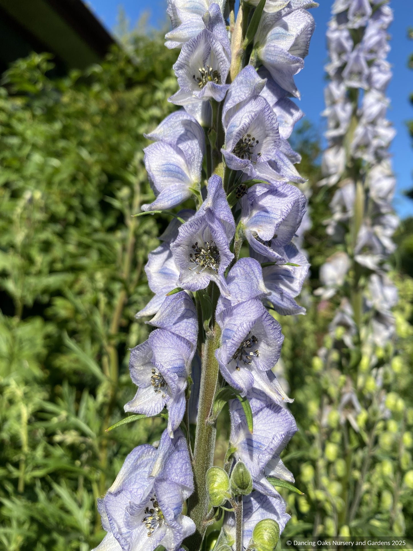 Perennials ~ Aconitum x cammarum ‘Stainless Steel’, Monkshood ~ Dancing Oaks Nursery and Gardens ~ Retail Nursery ~ Mail Order Nursery