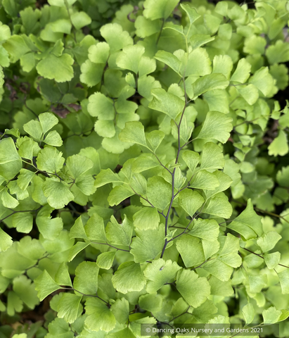 Ferns ~ Adiantum jordanii, California Maidenhair Fern ~ Dancing Oaks Nursery and Gardens ~ Retail Nursery ~ Mail Order Nursery